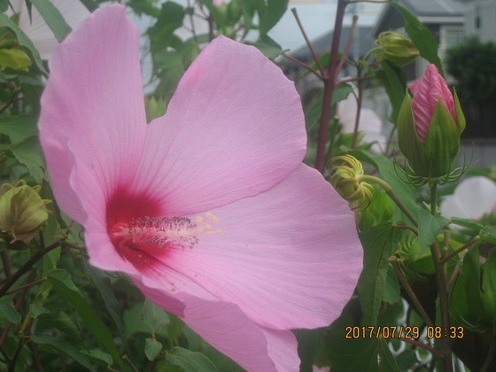 hibiscus