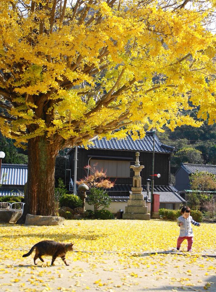 泊清寺四季