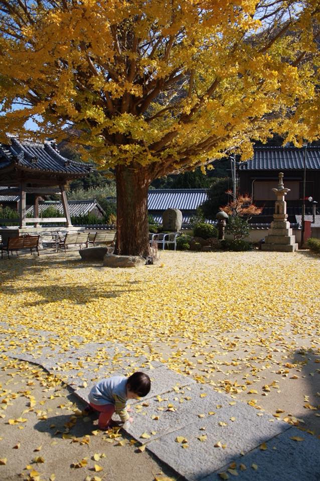 泊清寺四季